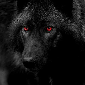 Meet your Posher, Jayden